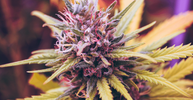 Cannabis Banking: Analyzing The SAFE Banking Act 2.0